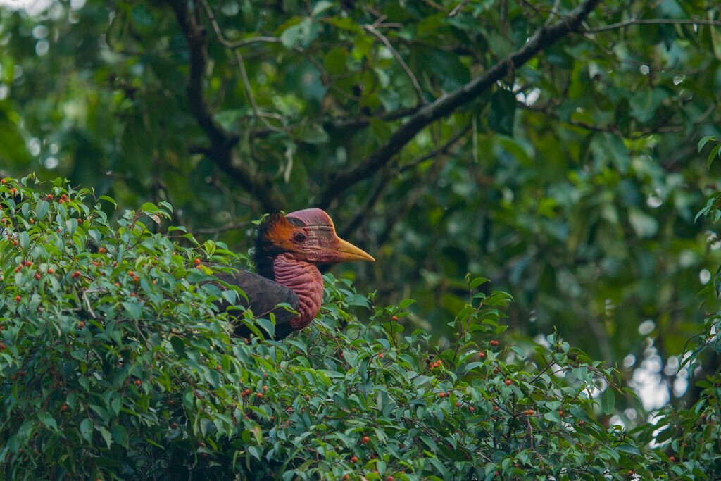 Helmeted Hornbill (Rhinoplax vigil) feeding on fig fruits (ficus sp) in Danum Valley, Malaysian Borneo. Taken in September. Listed as Critically Endangered by IUCN