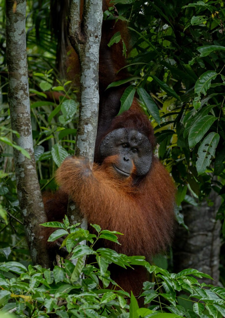Borneo Wildlife_Animal_Orangutan 3