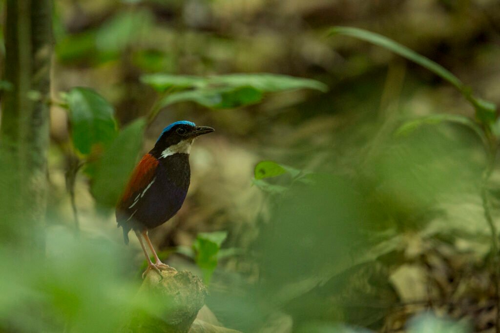 Borneo Wildlife_Animal_Pitta 1