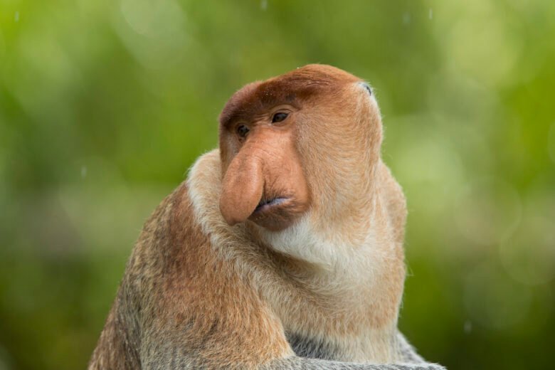 Borneo Wildlife_Animal_Proboscis Monkey 2