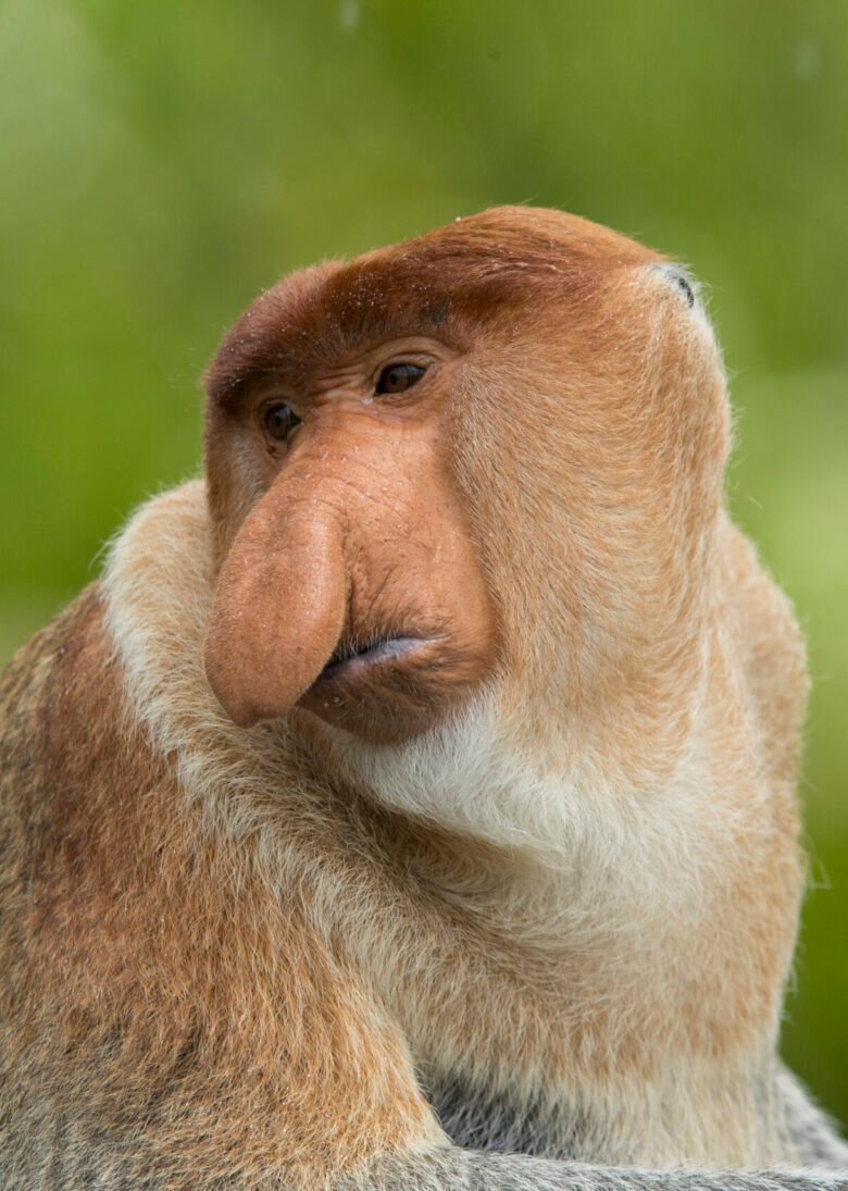 Borneo Wildlife_Animal_Proboscis Monkey 2