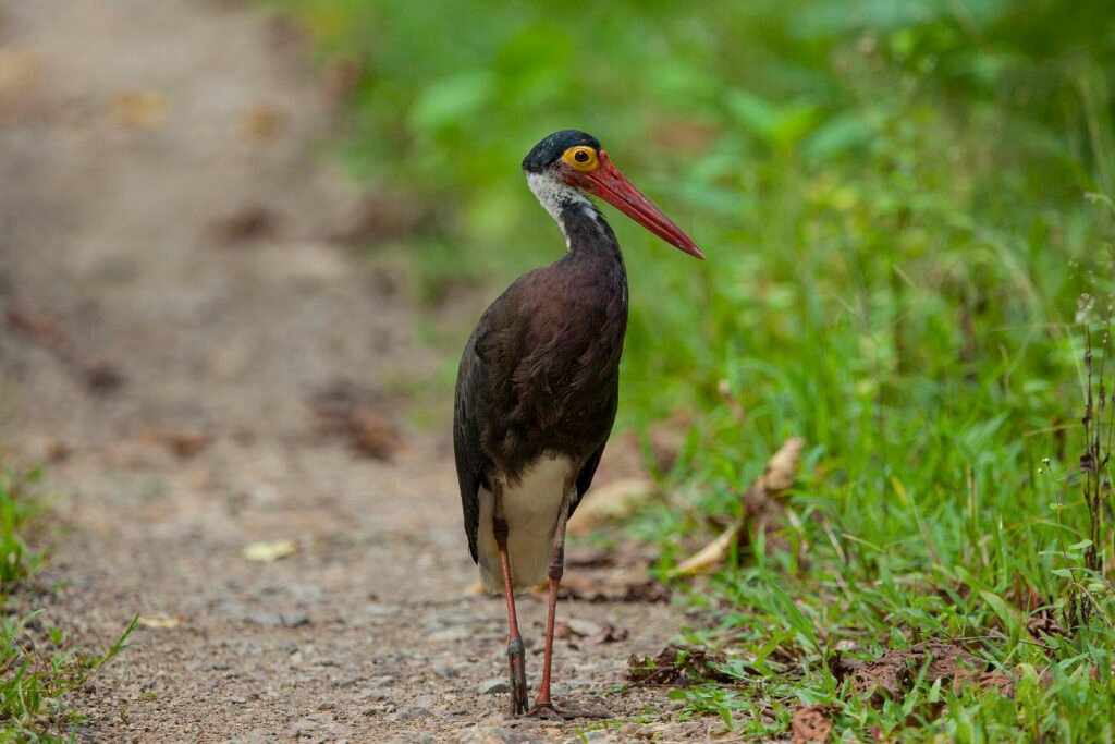 Storm's stork (Ciconia stormi) along a road in Tabin Wildlife Reserve, Malaysian Borneo. There are only 400-500 left in the world. Taken in the afternoon in September. Listed as Endangered by IUCN