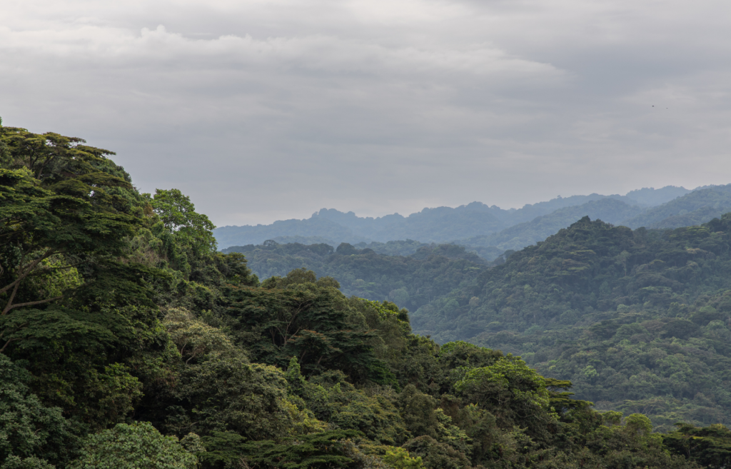 Bwindi Impenetrable national park