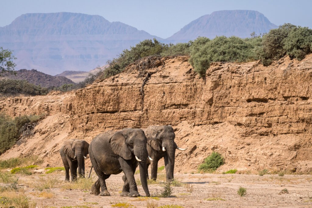 Damaraland desert elephants