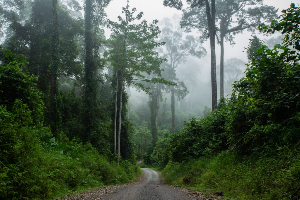Danum Valley__70A8127