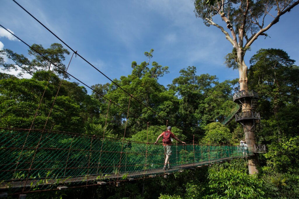 Canopy walk- Danum Valley- Borneo
