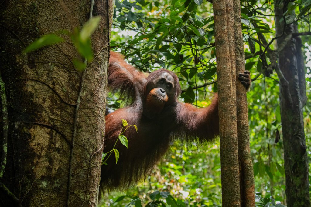 Danum Valley__J6I1763