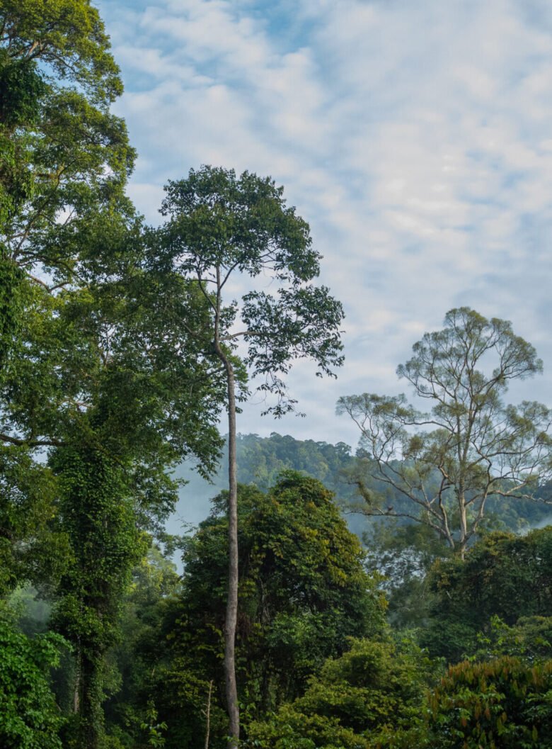 Danum Valley__J6I2087