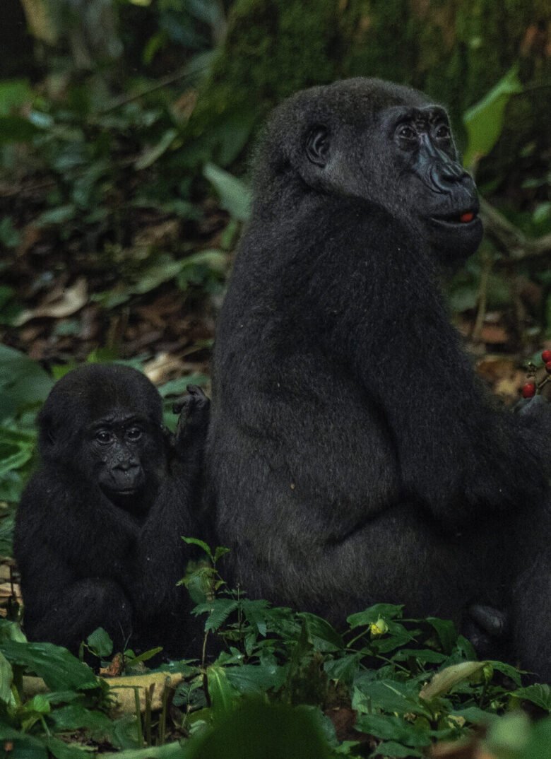 KAMBA - Mammals - Western Lowland Gorilla - c. Dylan Smith