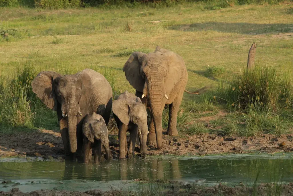 Kapama elephant