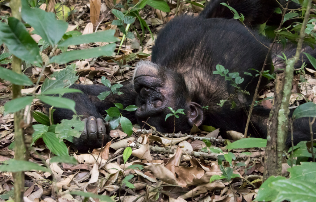 Kibale national park