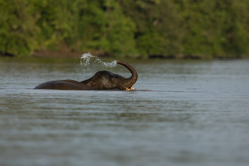Kinabatangan__J6I1758