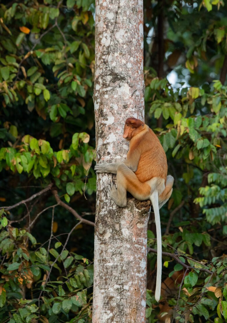 Kinabatangan__J6I2093