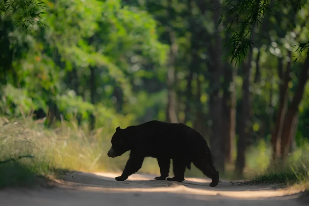 Sloth Bear during a safari in Panna National Park