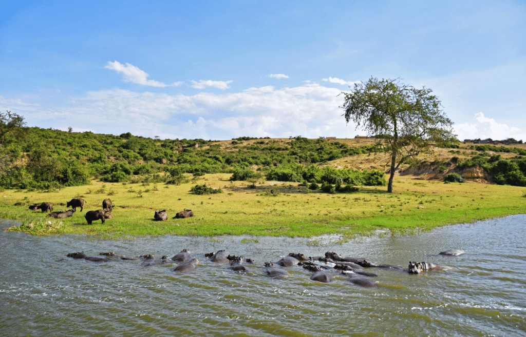Queen elizabeth national park