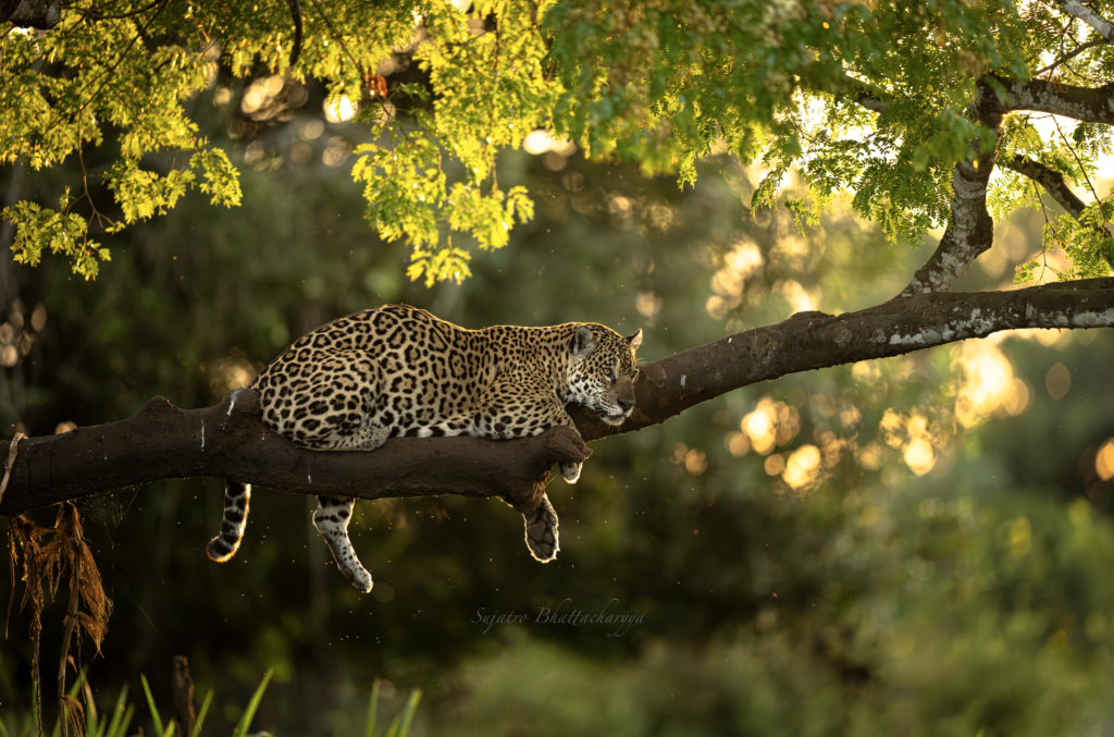 Jaguar on the tree - Pantanal