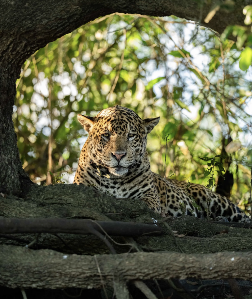 Jaguar Portrait - Pantanal