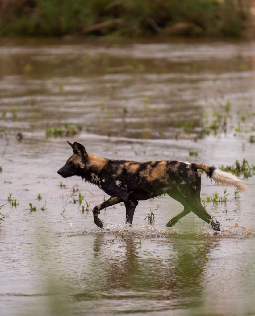 Wild dog MalaMala