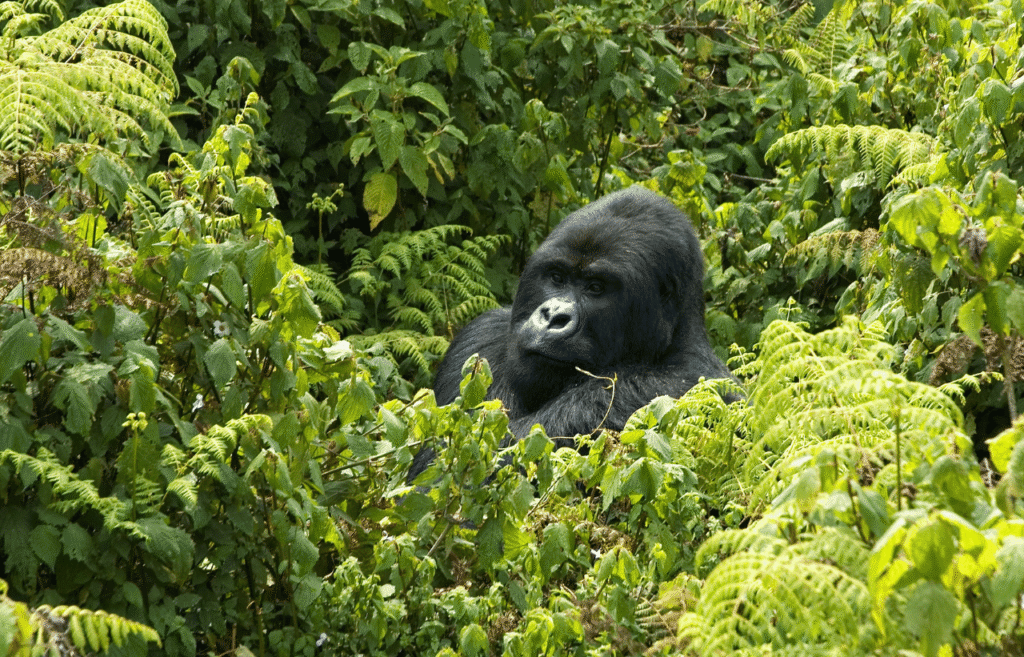 gorilla rwanda