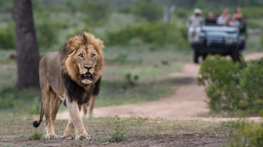 mature-male-lion