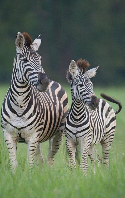 zebra-sabi-sabi